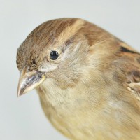 /album/fotogalerie/vrabec-domaci-1w-jpg/